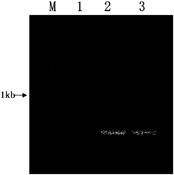 Pichia pastoris expressing recombinant Thanatin antibacterial peptide