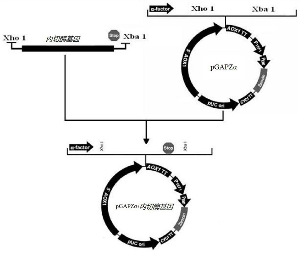 A highly expressed endocellulase gene and its recombinant vector and protein