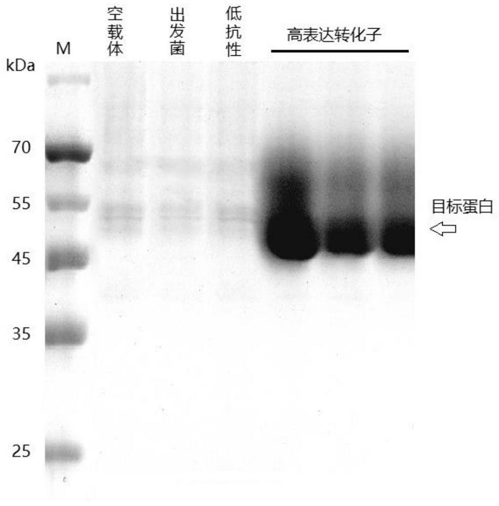 A highly expressed endocellulase gene and its recombinant vector and protein