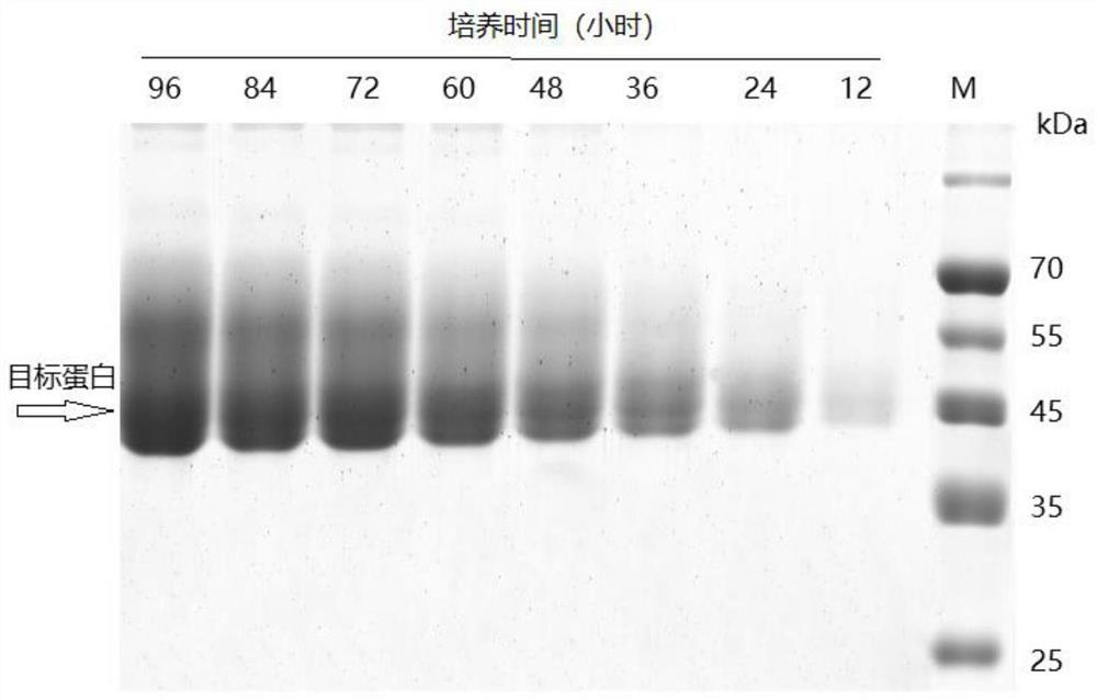 A highly expressed endocellulase gene and its recombinant vector and protein