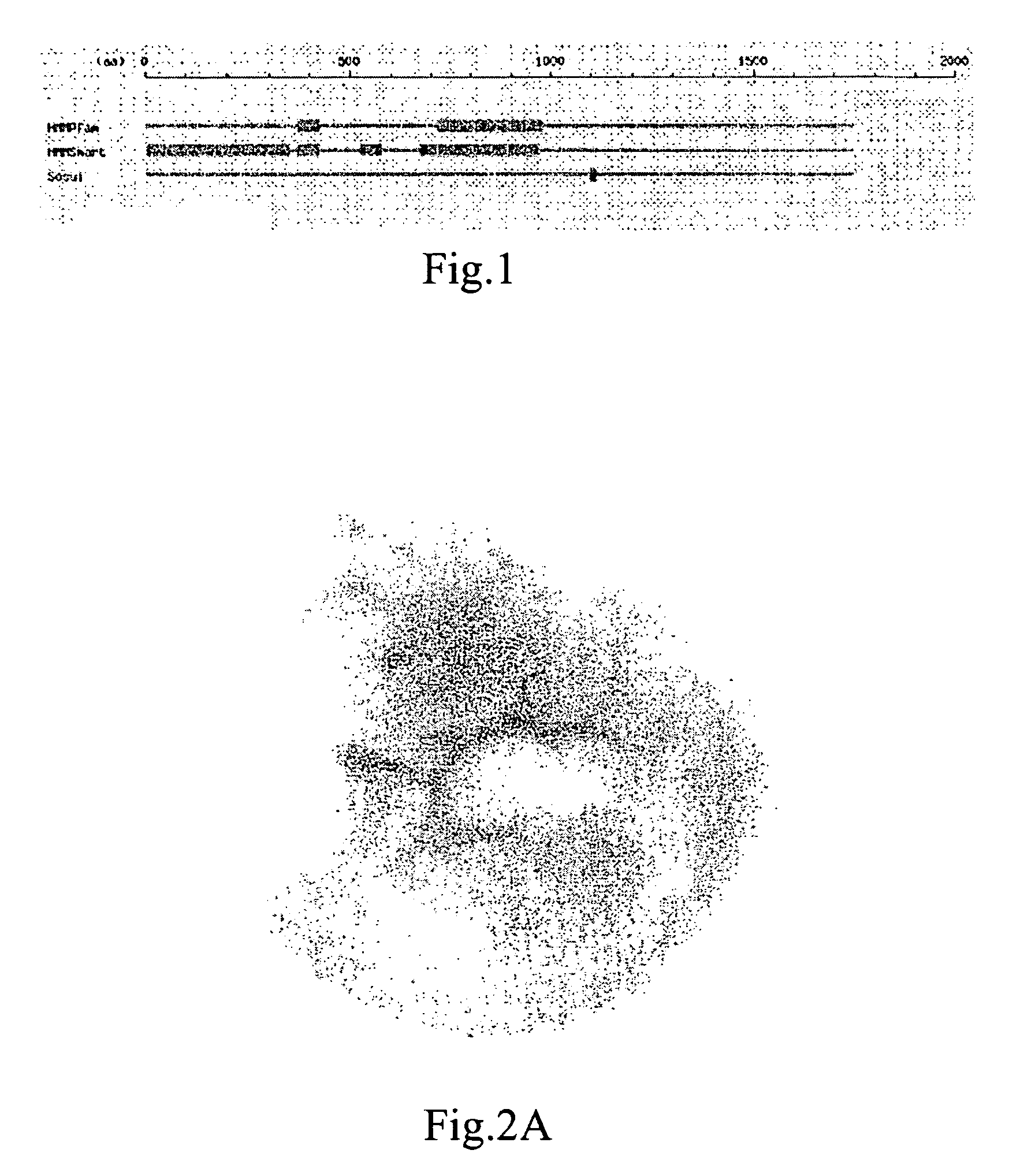 Plexin family-like polypeptide, and uses thereof