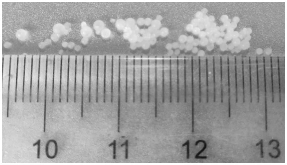 Potassium nitrate low-tower granulation method and potassium nitrate particles prepared thereby