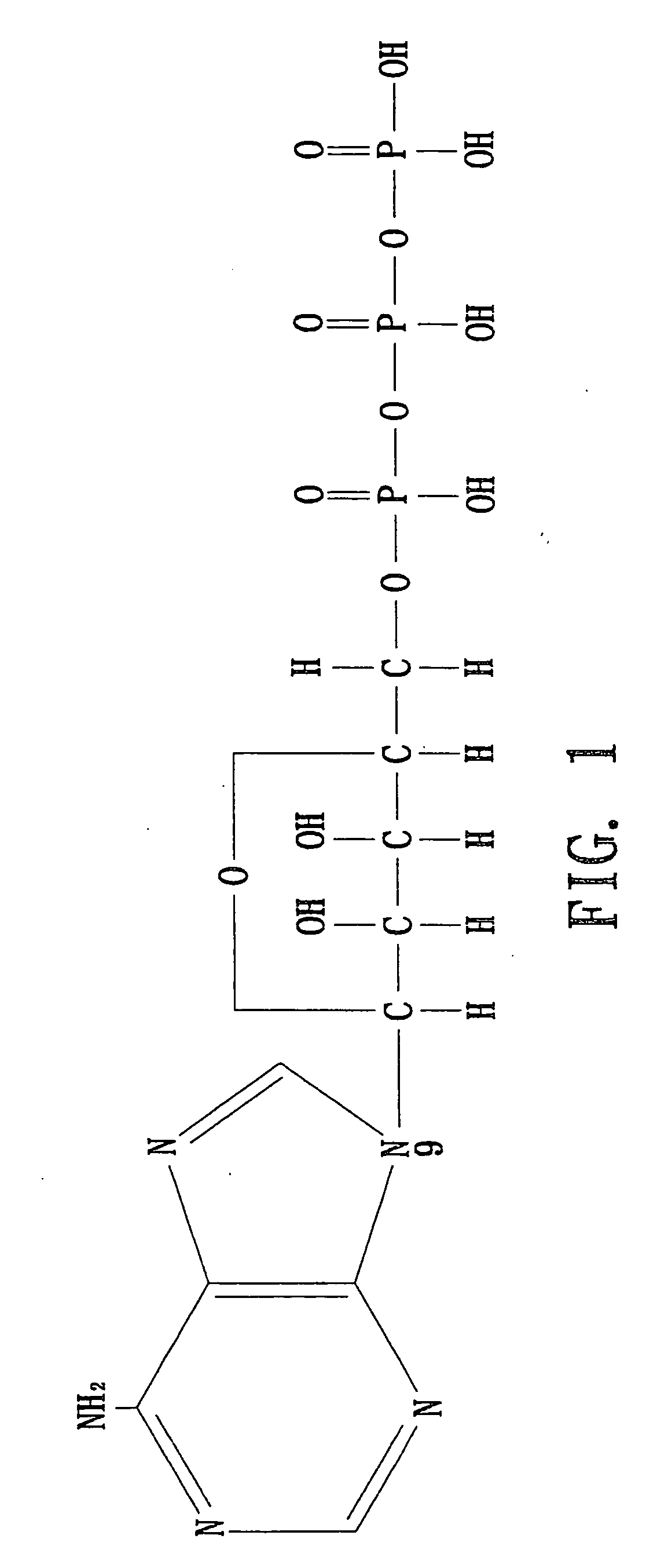 Weight reduction and inhibition of hypertriglyceridemia medicine containing ATP as effective ingredient