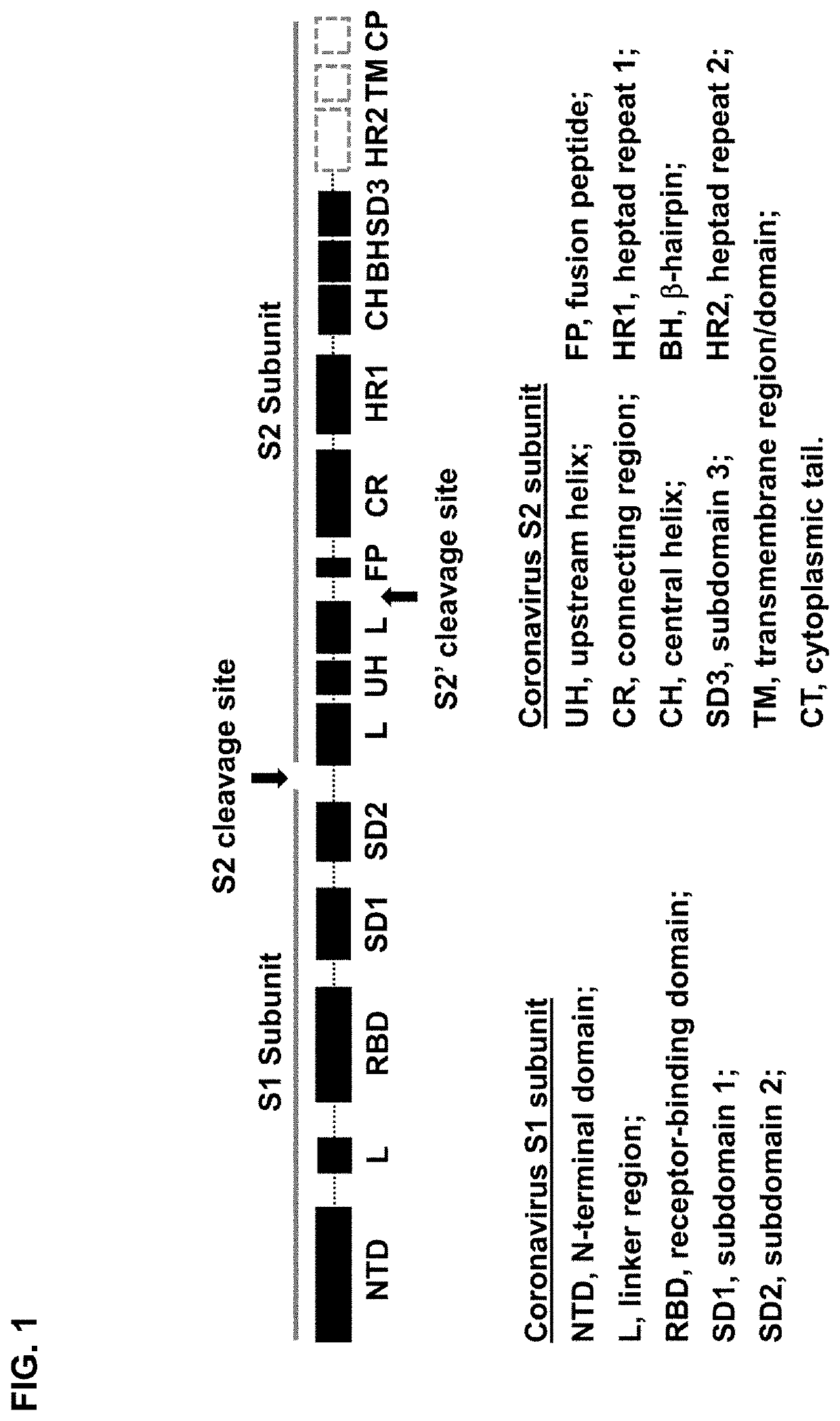 Stabilized coronavirus spike (S) protein immunogens and related vaccines