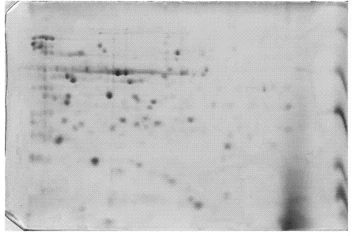 Improved TPS (thin plate spline) model based gel image correction algorithm