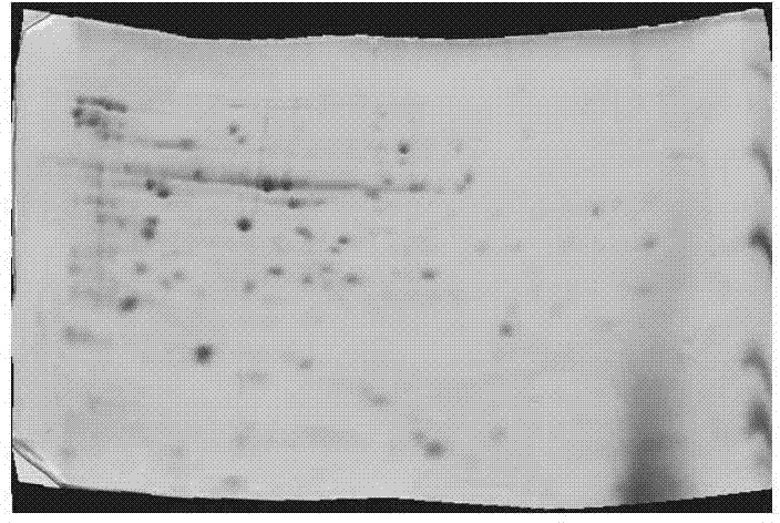 Improved TPS (thin plate spline) model based gel image correction algorithm