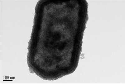 Tin oxide hollow hexagon nanosheet with hierarchical structure, and preparation method thereof