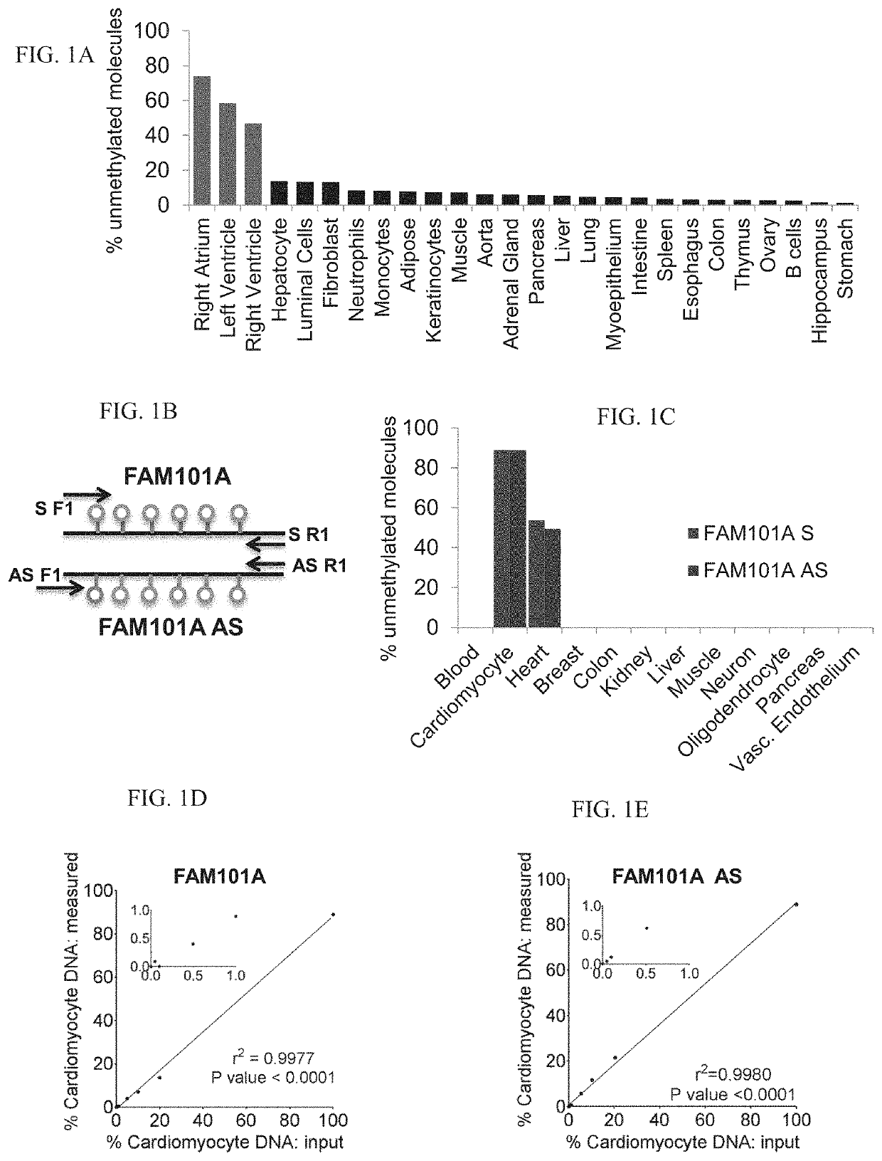 DNA targets as tissue-specific methylation markers