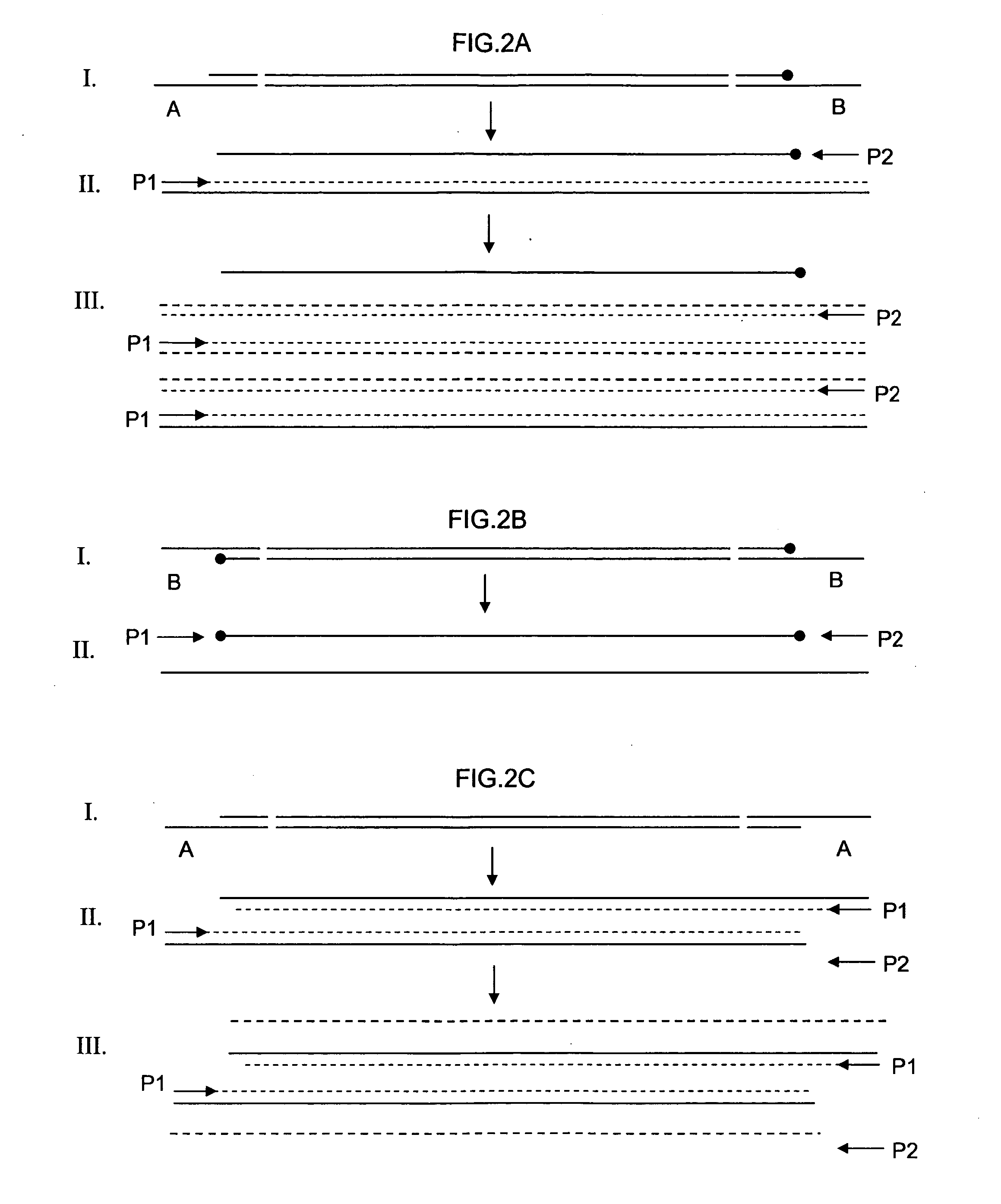 Asymmetrical Adapters And Methods Of Use Thereof
