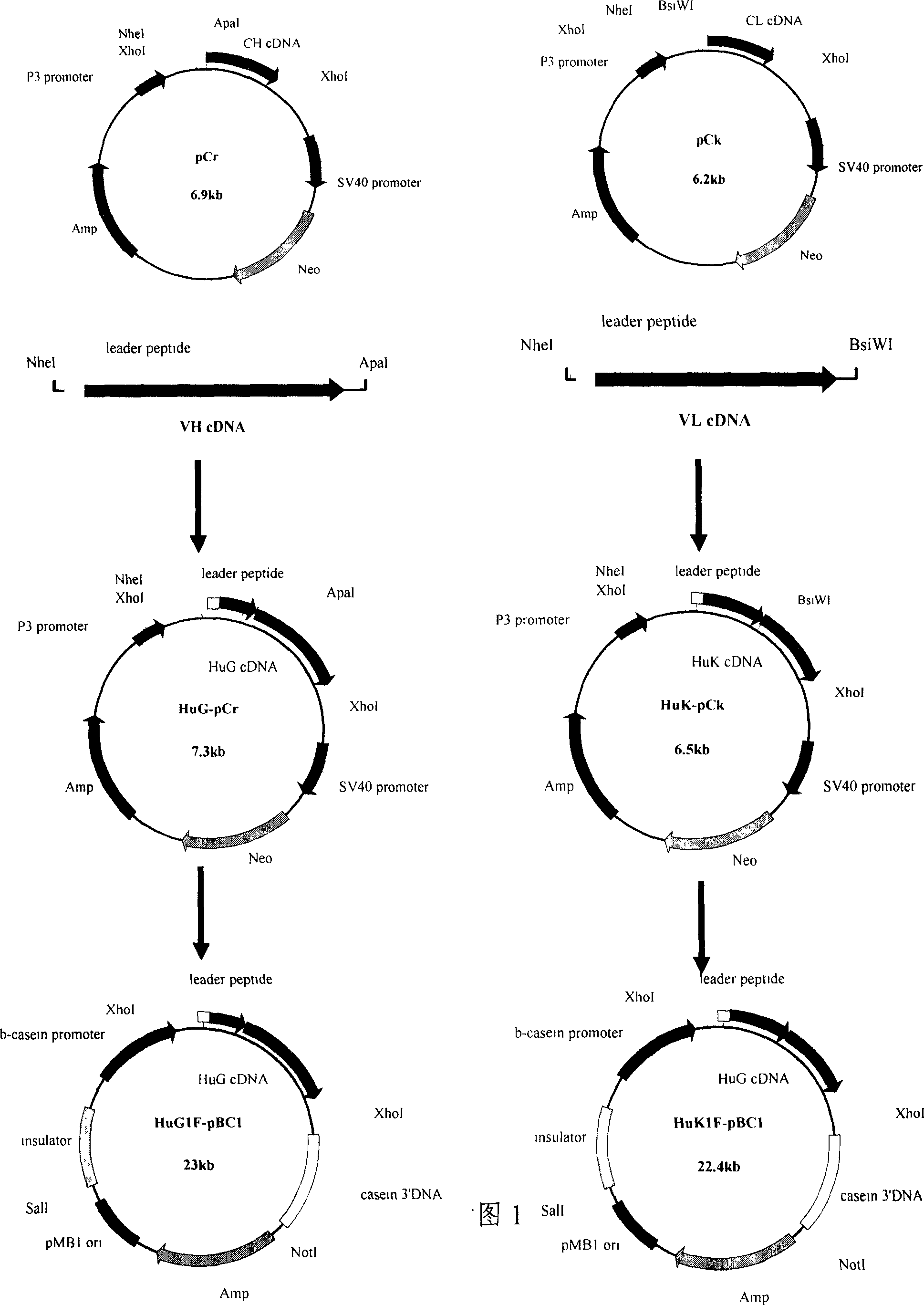 Process of producing anti-humen CD20 monoclone antibody by animal mammary gland