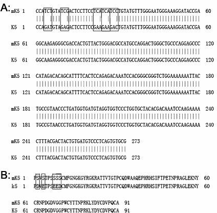 Mutant human plasminogen kringle5, preparation method and application thereof