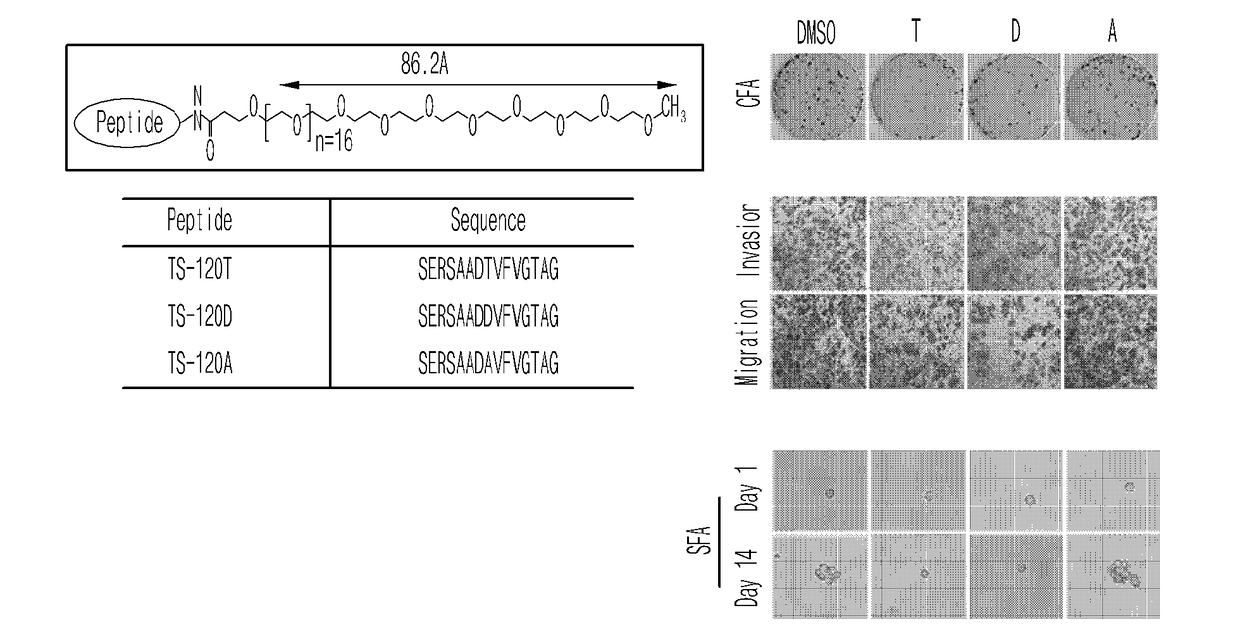 A method for regulating cancer stem cell growth by inhibiting phosphorylation of 120th threonine residue of tspyl5 protein, a composition containing the peptide sequence functioning to inhibit the phosphorylation and a use thereof