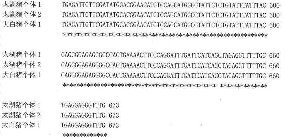 Pig catenin alpha-like 1 (CTNNAL1) gene as genetic marker of pig litter size traits