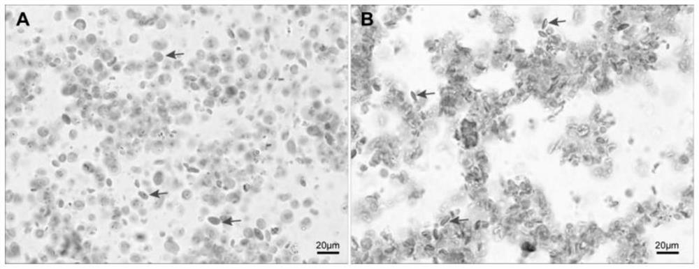 Method for identifying taraxacum kok-saghyz rodin based on morphology and molecular identification