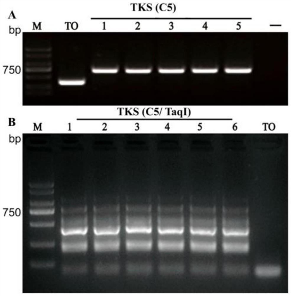 Method for identifying taraxacum kok-saghyz rodin based on morphology and molecular identification