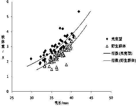 Seed production method for new lines of wide-shell-type ruditapes philippinarum