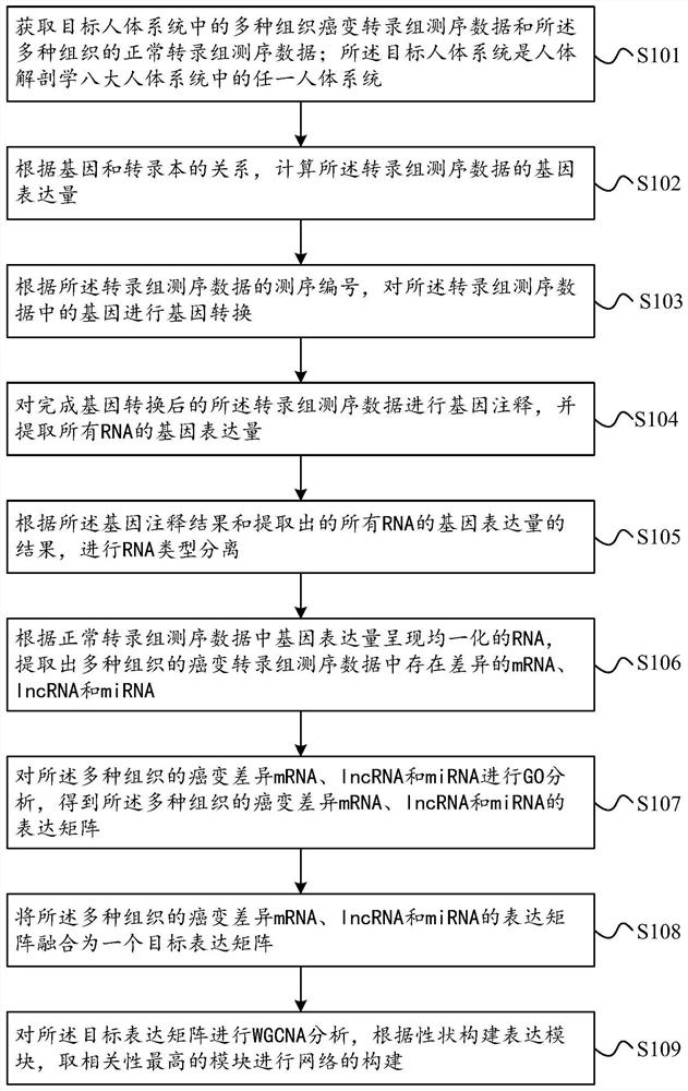 Tumor gene co-expression network construction method and device, equipment and storage medium