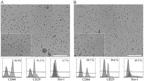 Mouse fetal liver stromal cell construction method and application thereof in hemopoiesis assistance