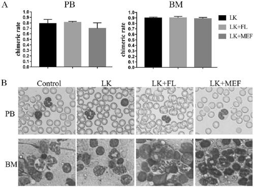 Mouse fetal liver stromal cell construction method and application thereof in hemopoiesis assistance