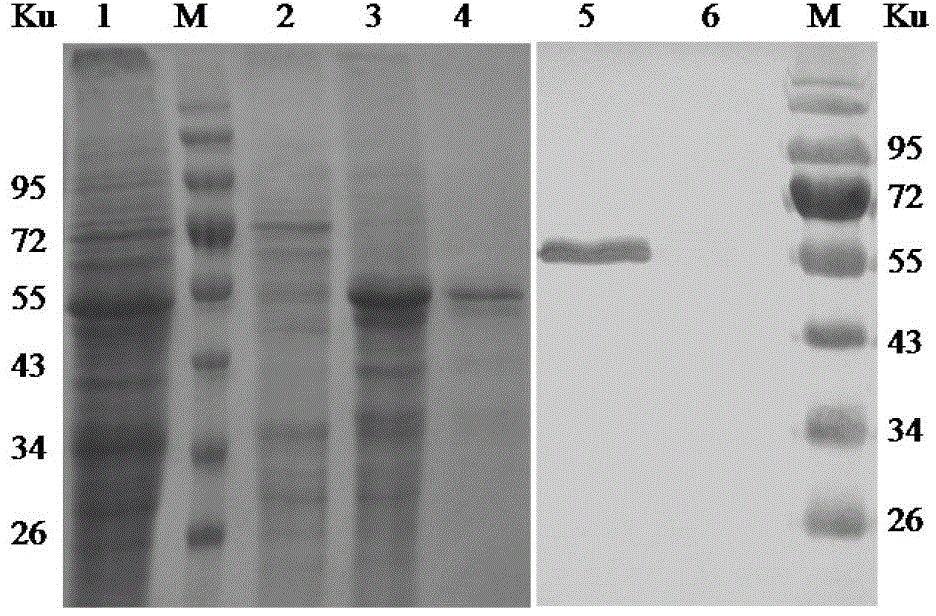 Monoclonal antibody (eeev-6e2) against Eastern equine encephalitis virus e2 protein and its recognized B-cell epitope and application