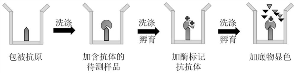 Diagnostic marker for ureaplasma urealyticum infection and preparation method and application of detection kit corresponding to diagnostic marker