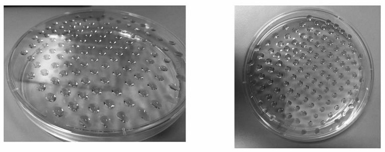 Preparation method of bi-crosslinking stem cell sphere hydrogel for osteoarthritis