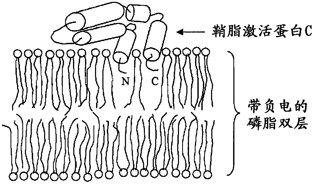 Fusogenic properties of saposin c and related proteins and peptides for transmembrane drug delivery systems