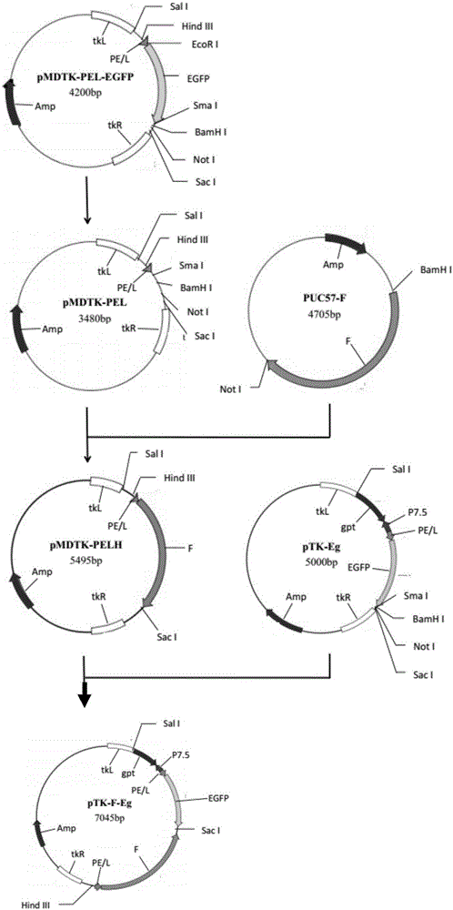 Vaccine for expressing panda canine distemper virus H and F gene recombinant goat pox virus, and preparation method and immuno application method thereof