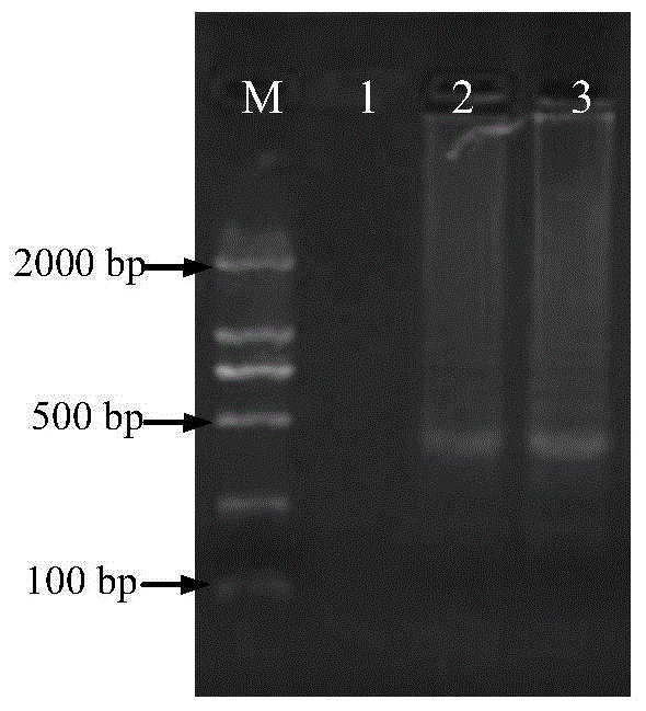 Method for rapidly detecting bacterial canker of tomatoes and special primer for method