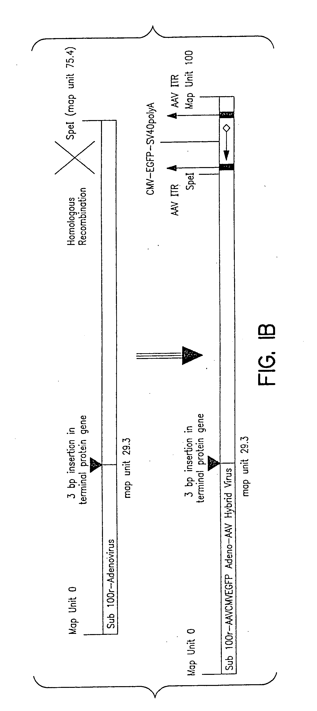 Compositions and methods for helper-free production of recombinant adeno-associated viruses