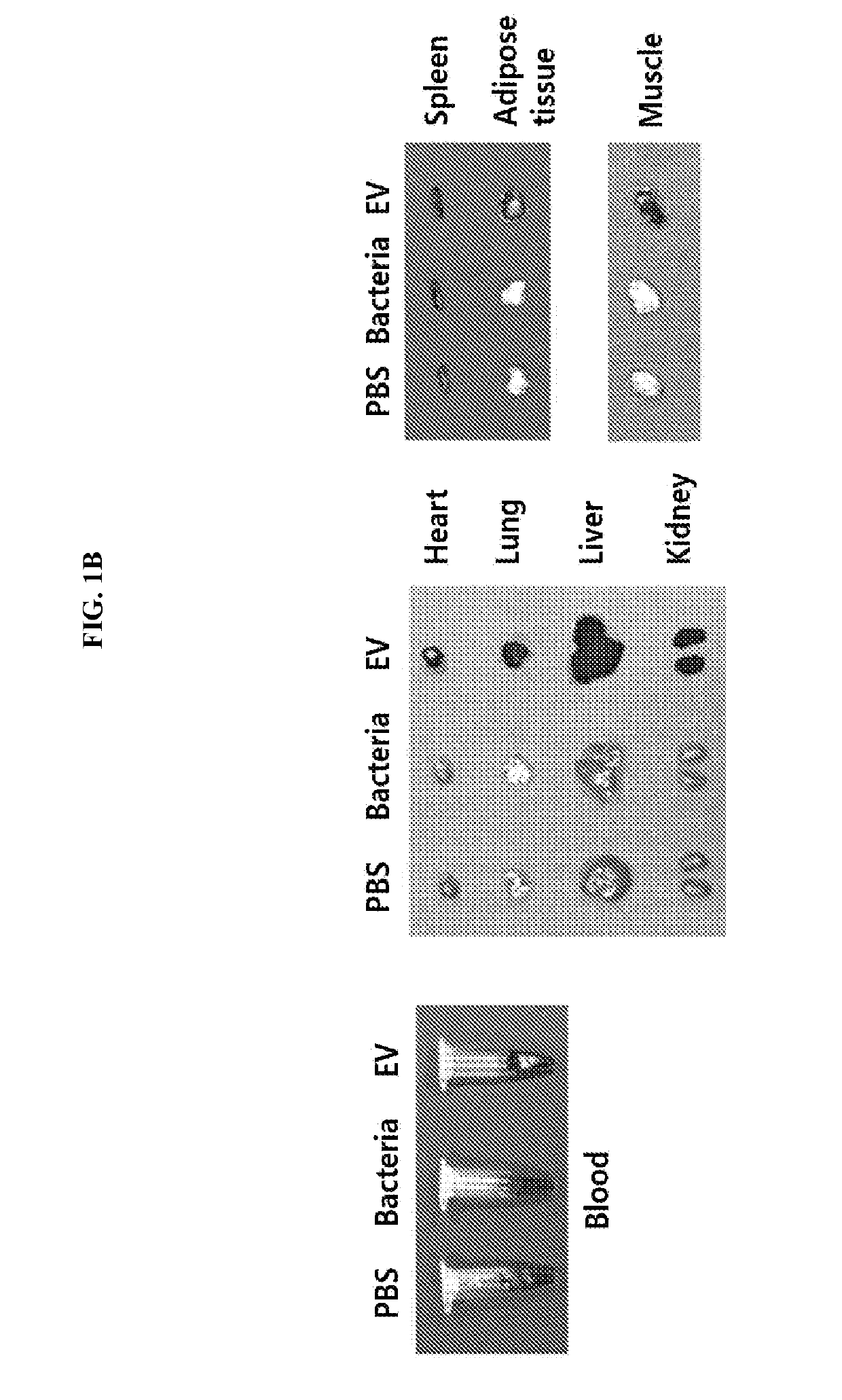 Nano-vesicles derived from genus morganella bacteria and use thereof