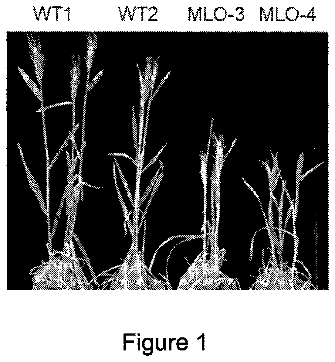 Wheat plants resistant to powdery mildew