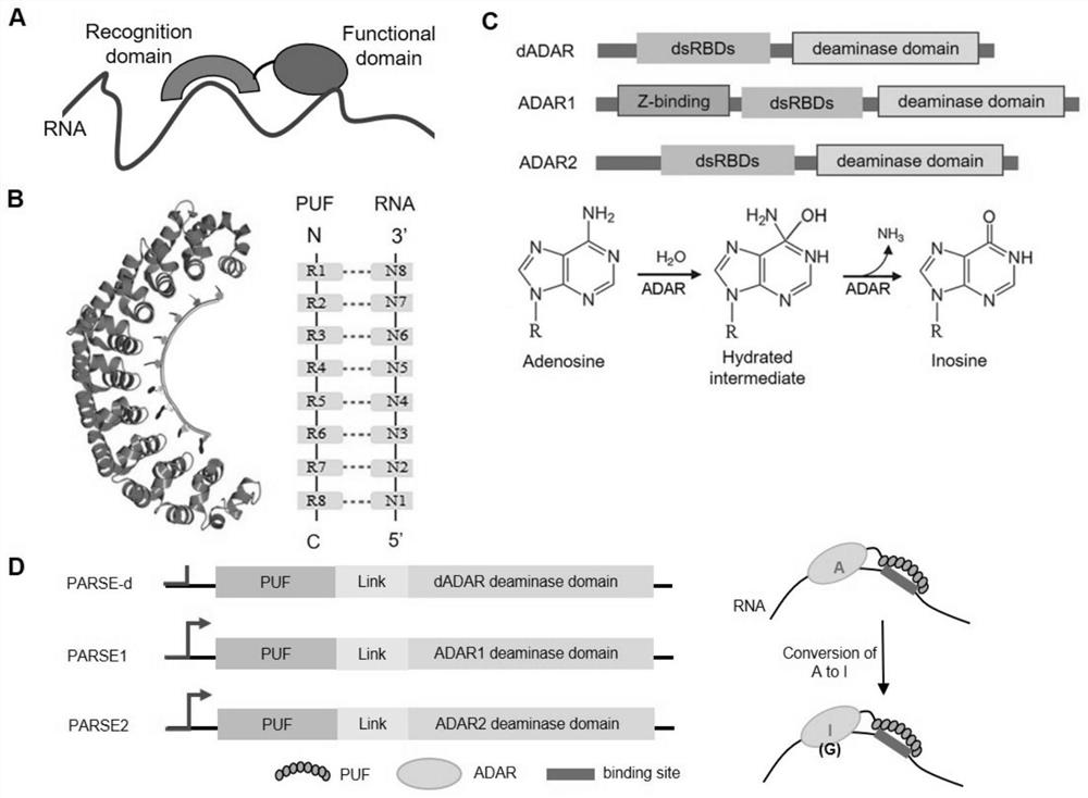RNA fixed-point editing by artificially constructing RNA editing enzyme and related application