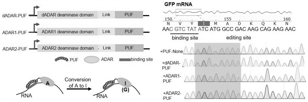 RNA fixed-point editing by artificially constructing RNA editing enzyme and related application