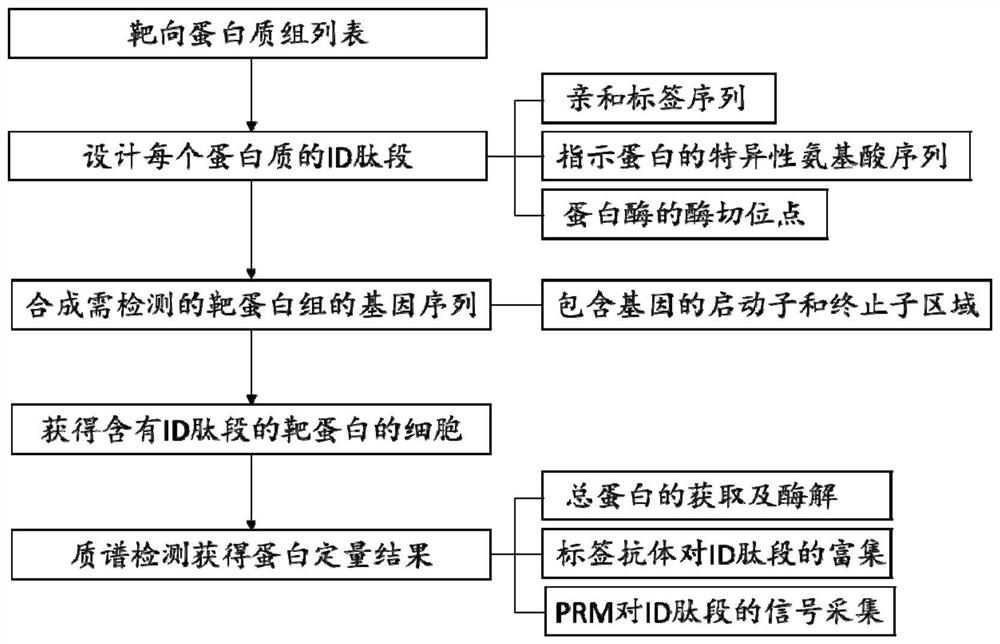 Peptide fragment-based targeted proteome accurate quantification method