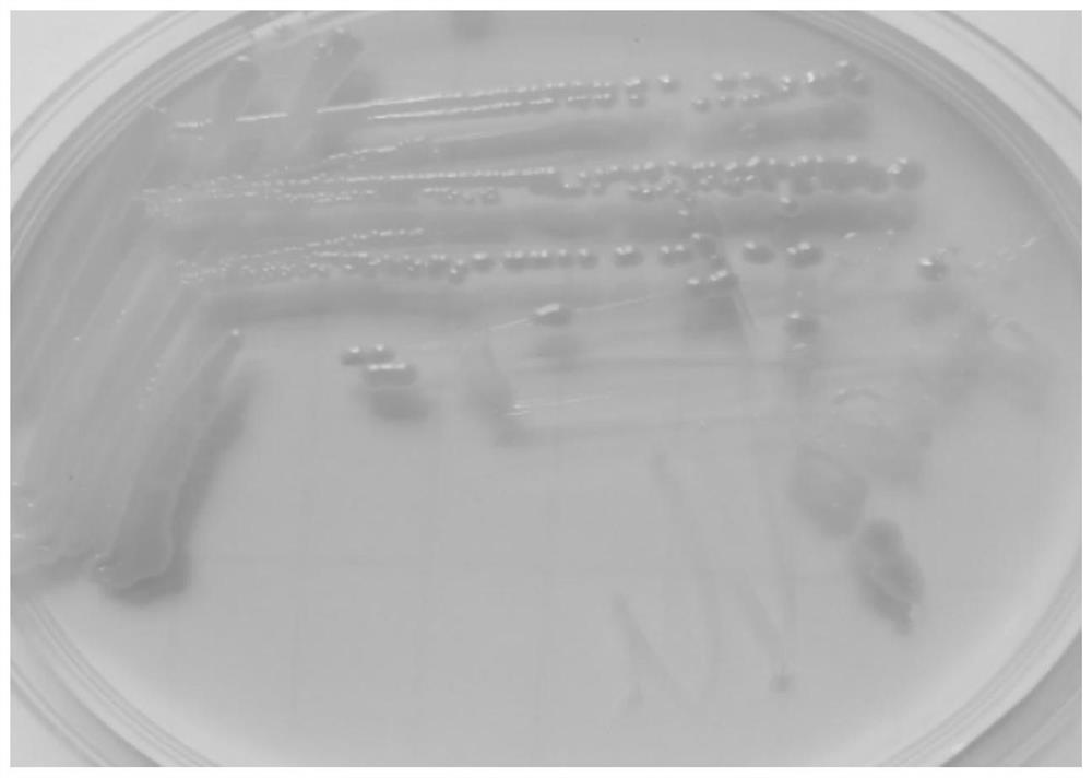 A Crude Oil Degrading Bacteria Strain and Its Application