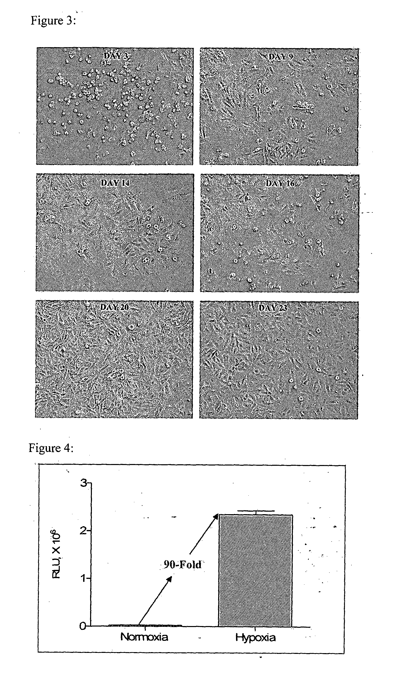 Hypoxia Inducible Factor (HIF) Activity Reporter Cell Line