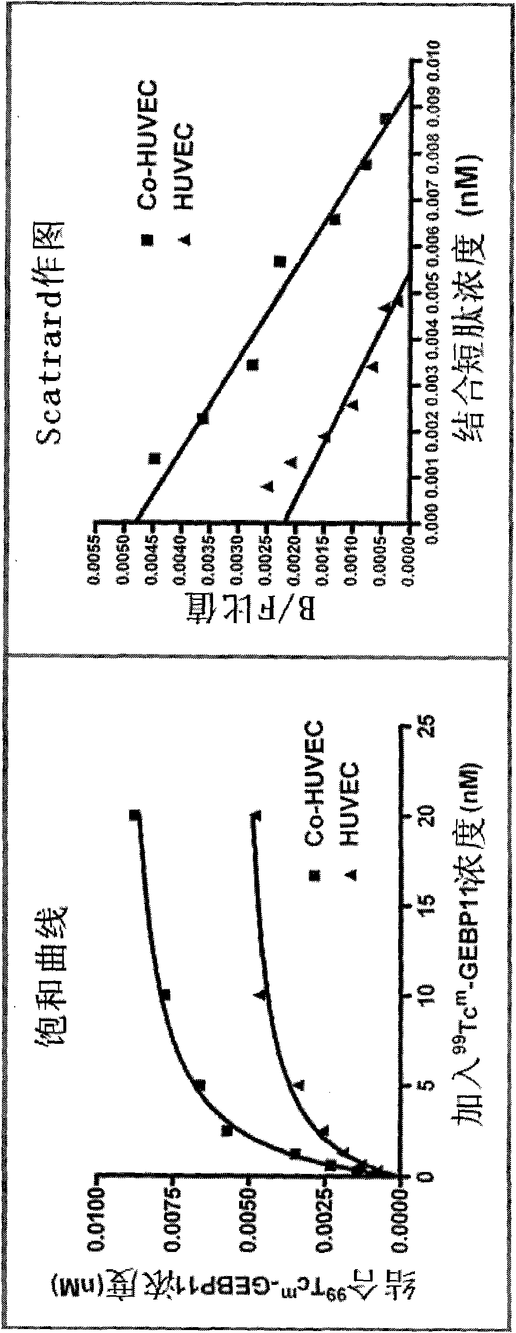 Diagnostic and therapeutic gastric cancer vascular specific binding peptide GEBP11 isotope probe