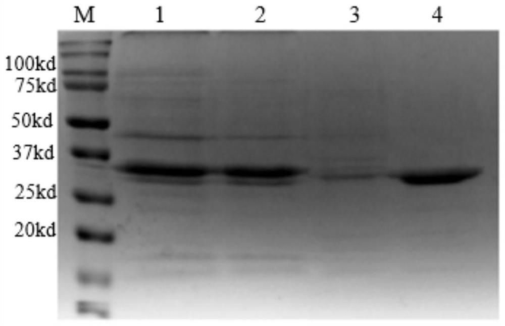 Preparation method of recombinant grass carp interleukin-6 active protein