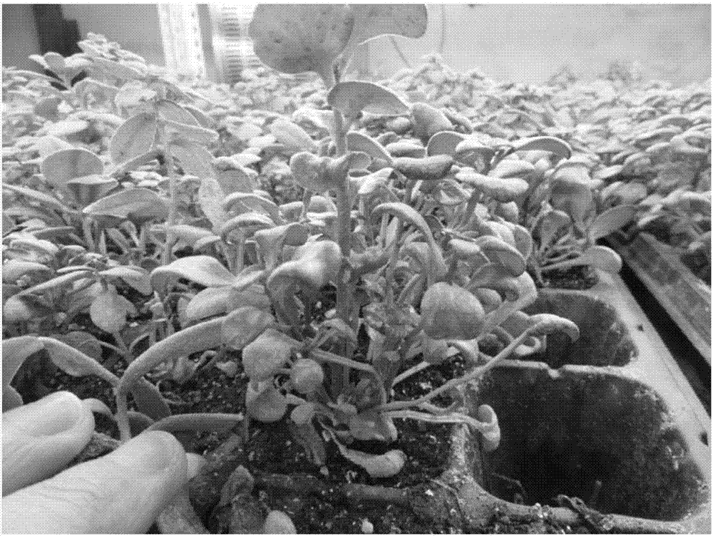 Cultivation method for rhodiola crenulata
