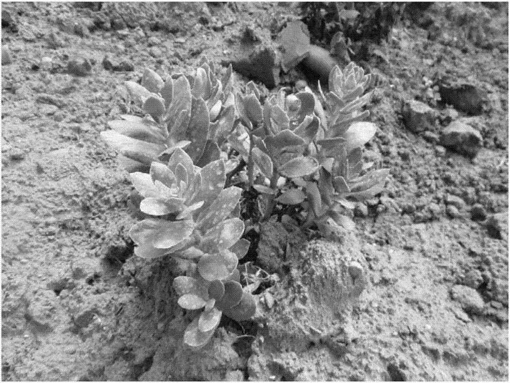 Cultivation method for rhodiola crenulata