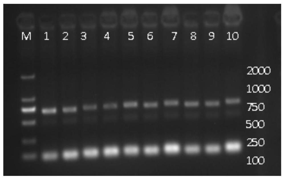Primers and method for detecting c.55C&gt;G and c.238C&gt;T site mutation of ATP8B1 gene