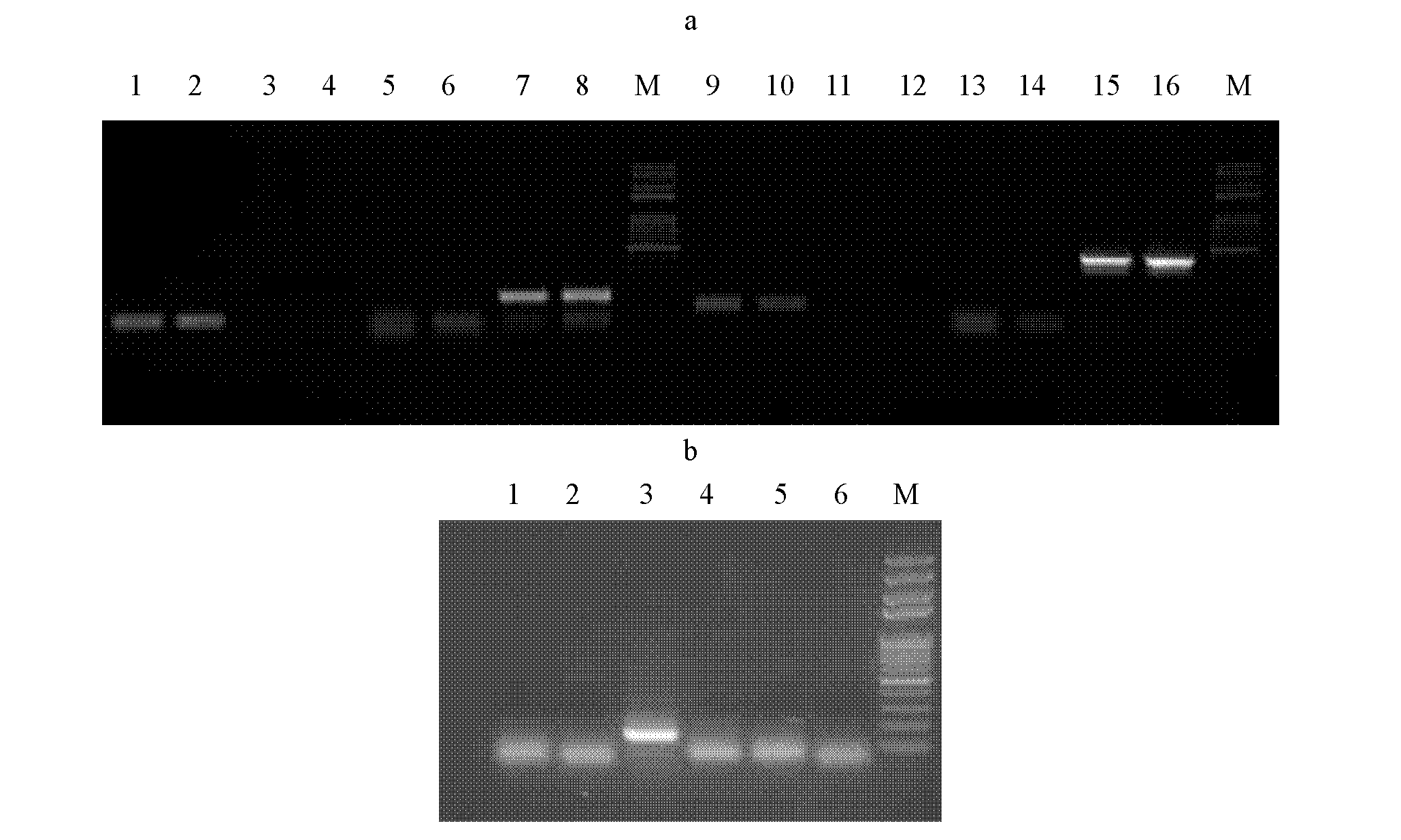 One-step multiplex reverse transcription-polymerase chain reaction (RT-PCR) method for detecting turnip mosaic virus and special primers for method