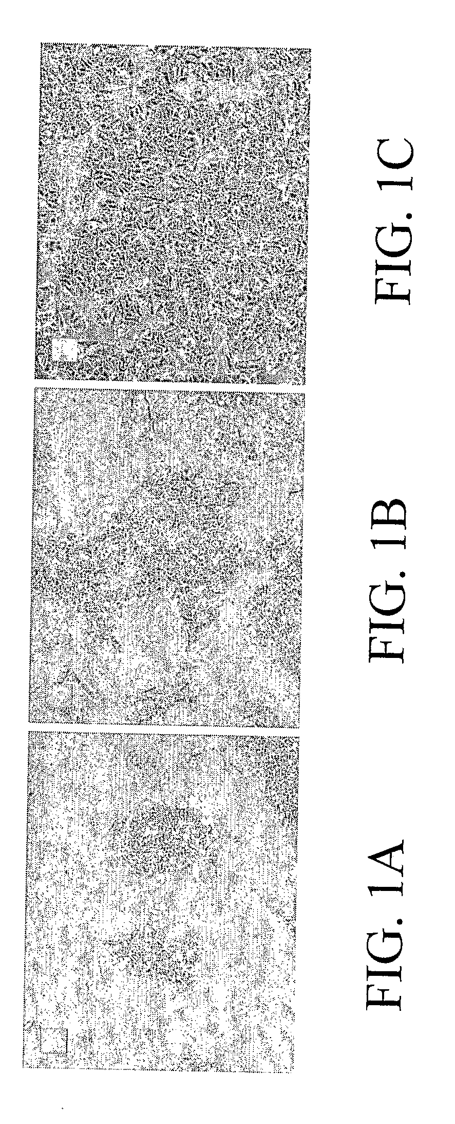 Human Liver Cancer Cell Line