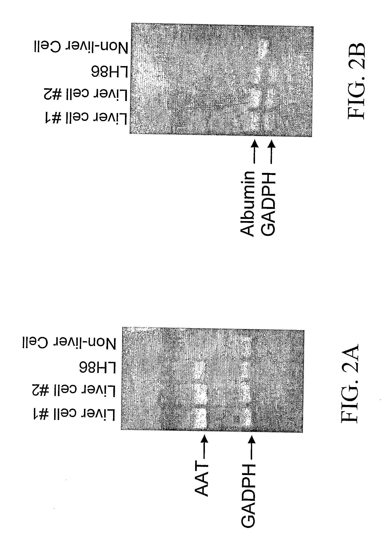 Human Liver Cancer Cell Line