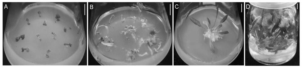 A kind of ephemeral plant Arabidopsis thaliana tissue culture method