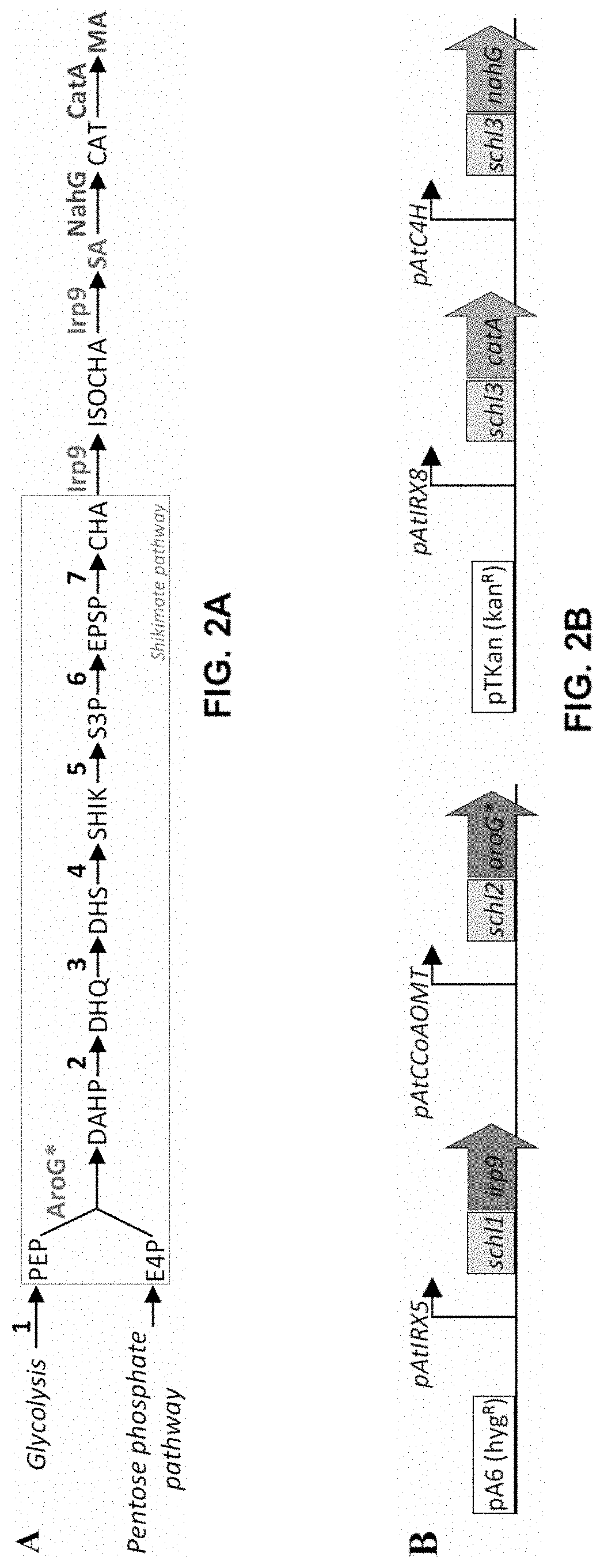 Novel plants and methods for producing muconic acid