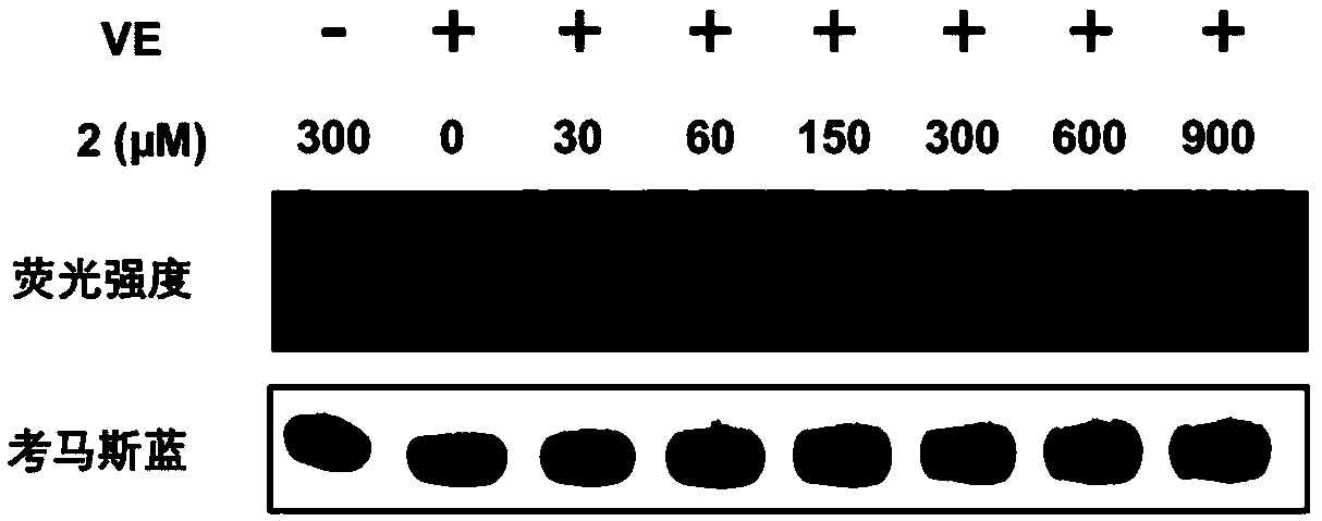 Visible light biocompatible reaction composition and application thereof