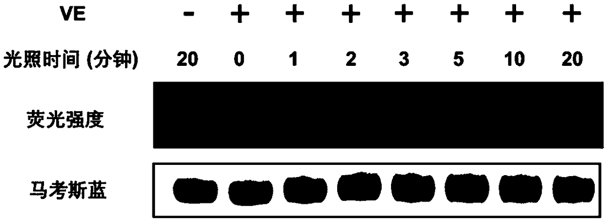 Visible light biocompatible reaction composition and application thereof