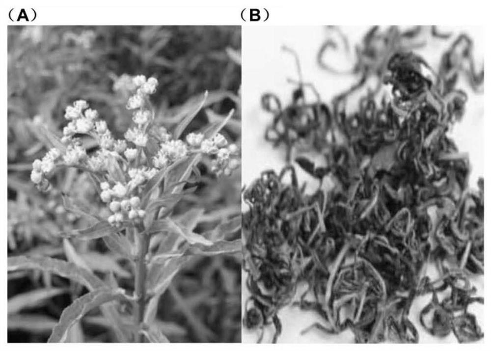 Application of penthorum chinense pursh and compounds thereof in preparation of drugs for alleviating Alzheimer disease